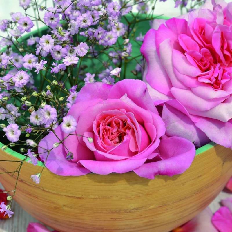 Rosier arbustif Voluptia® Pink™ 'Noa1811108' à fleurs Rose - feuillage Caduc - Pot de 5L - 40/60 cm-  hauteur à maturité De 0,50 m à 1,00 m - Image 1