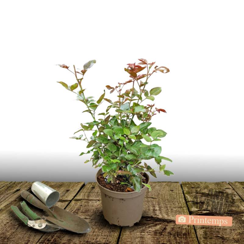 Rosier à grandes fleurs Voluptia® Pink™ 'Noa1811108' à fleurs Rose/ - feuillage Caduc - Pot de 5L - 40/60 cm - Image 6