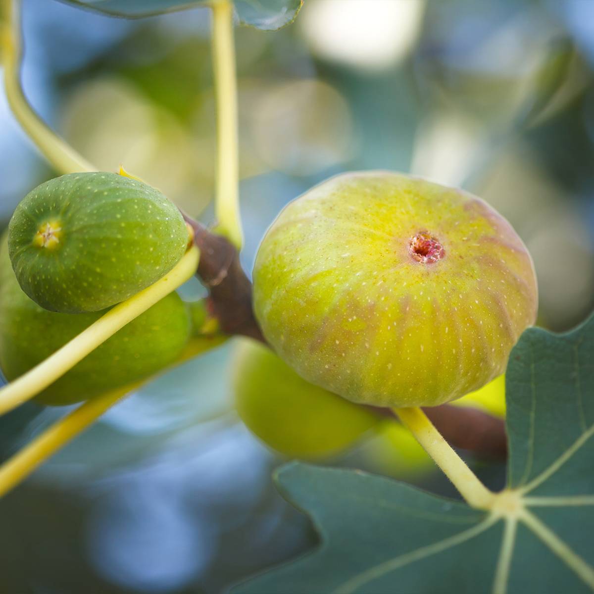 Promesse de Fleurs - Figuier Marseillaise - Ficus carica    Pot de 4L/5L