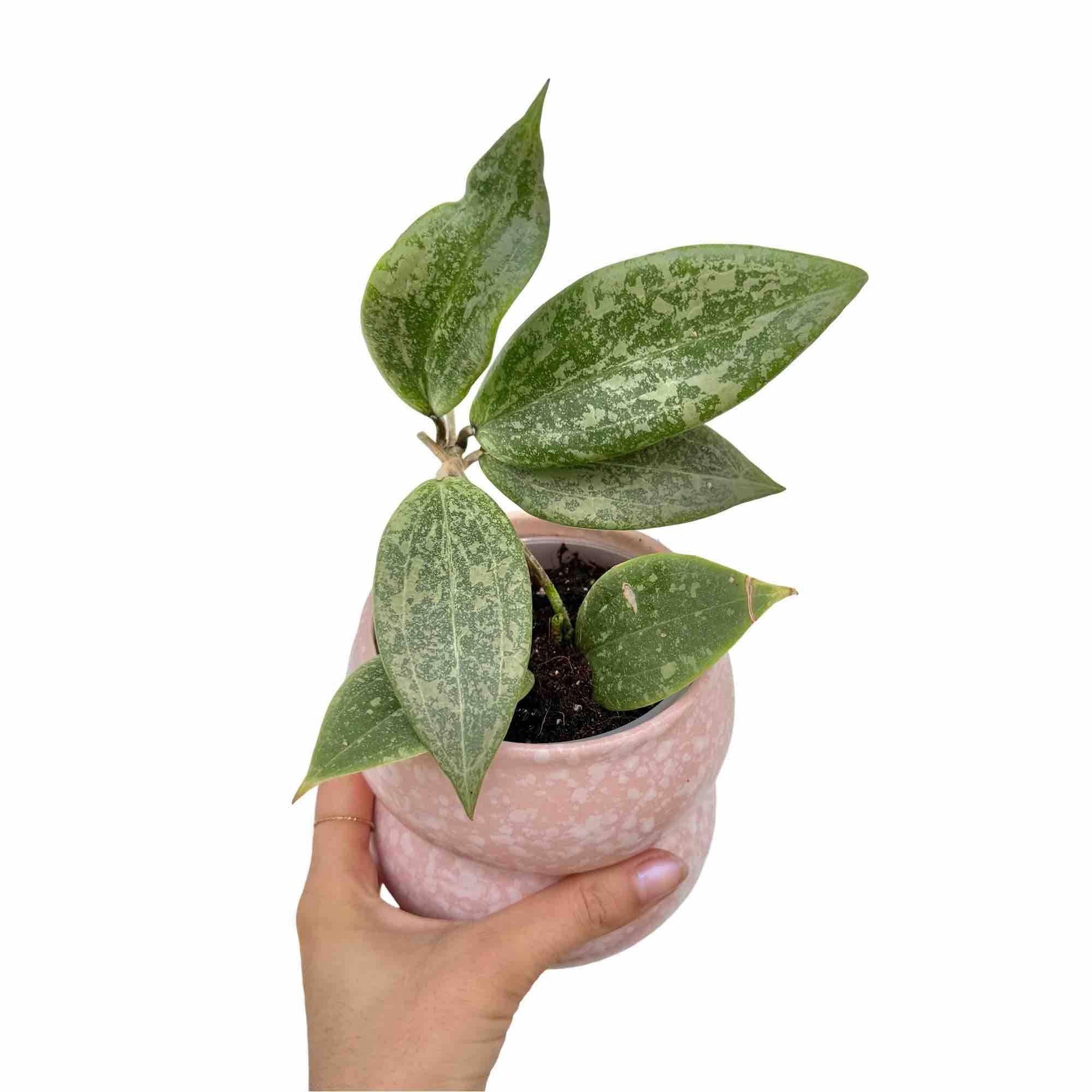 Hoya Verticillata Wibergiae - Pot de 9cm - Plantes d'intérieur - Image 1