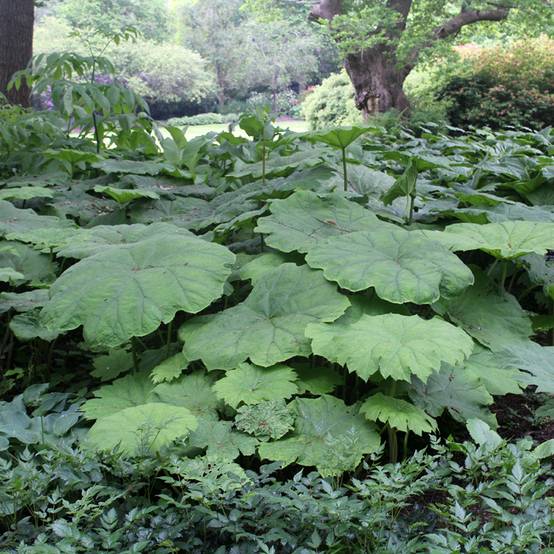 Astilboides tabularis Godet de 8/9 cm