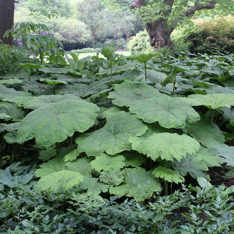 Astilboides tabularis Godet de 8/9 cm