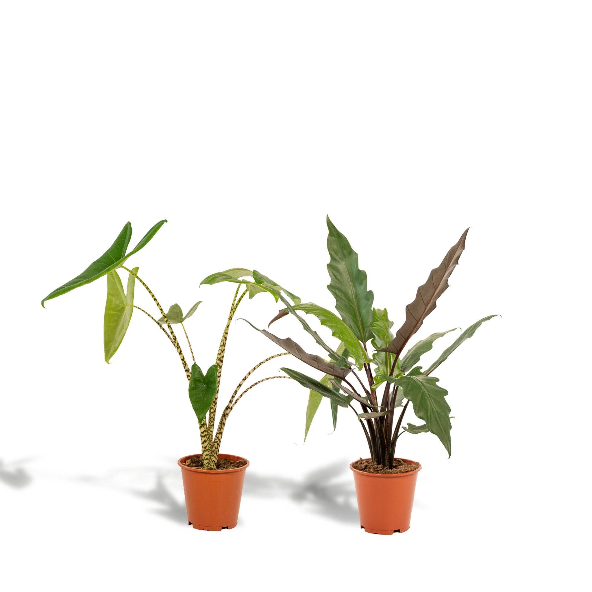 La Green Touch - Coffret Alocasia - Lot de 2 plantes 80cm - Plante d'intérieur- La Green Touch - Image 3
