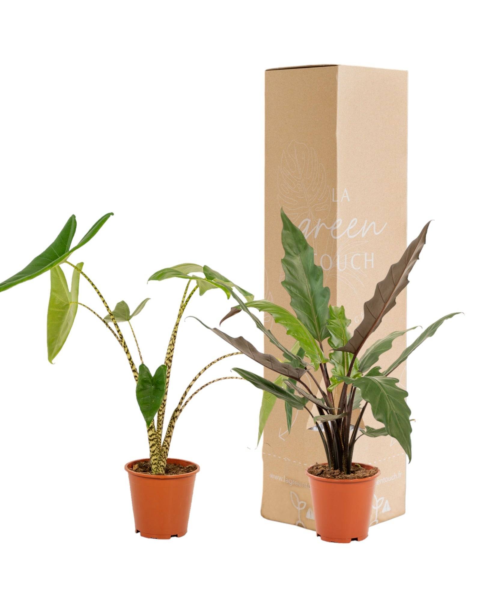 La Green Touch - Coffret Alocasia - Lot de 2 plantes 80cm - Plante d'intérieur- La Green Touch - Image 2