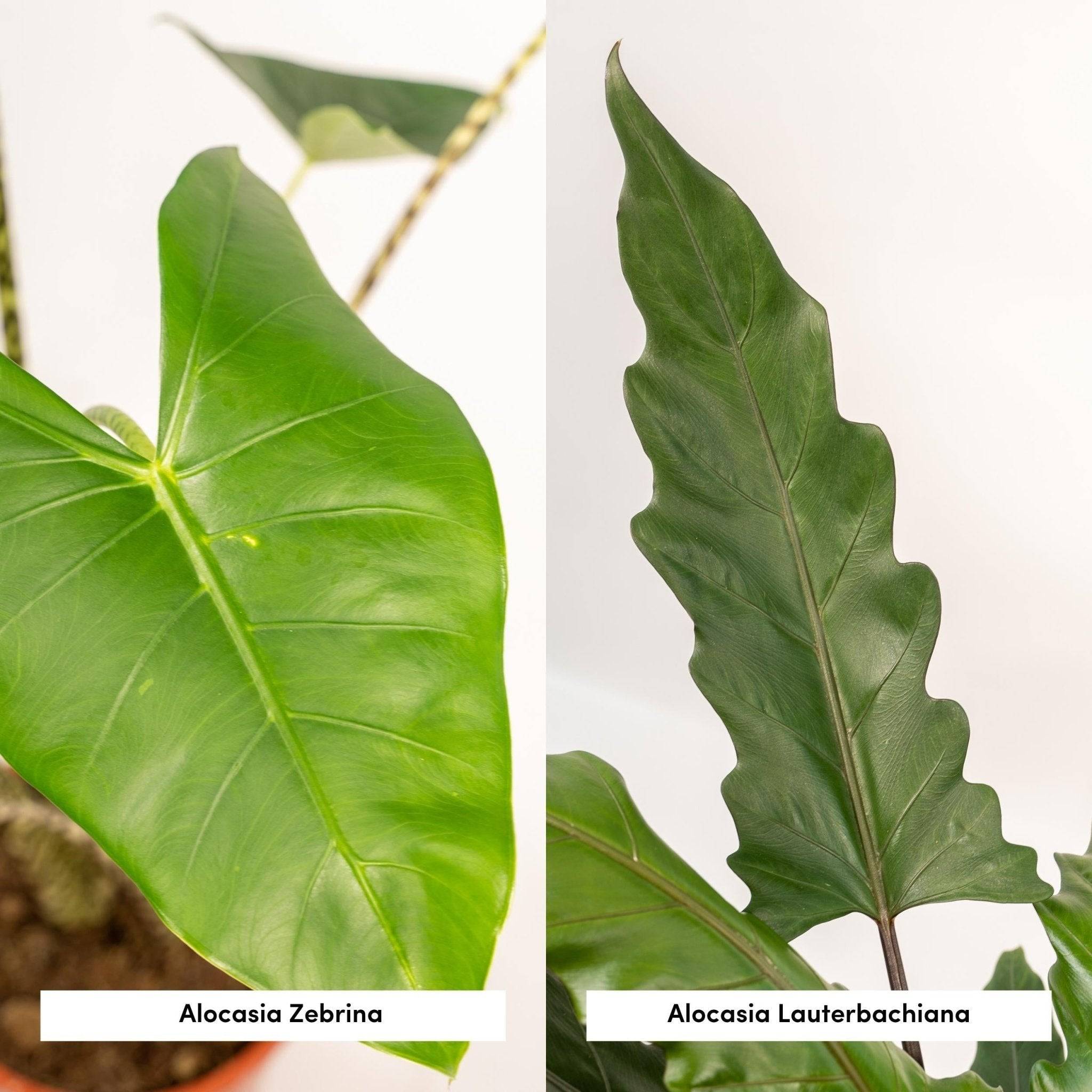 La Green Touch - Coffret Alocasia - Lot de 2 plantes 80cm - Plante d'intérieur- La Green Touch - Image 5