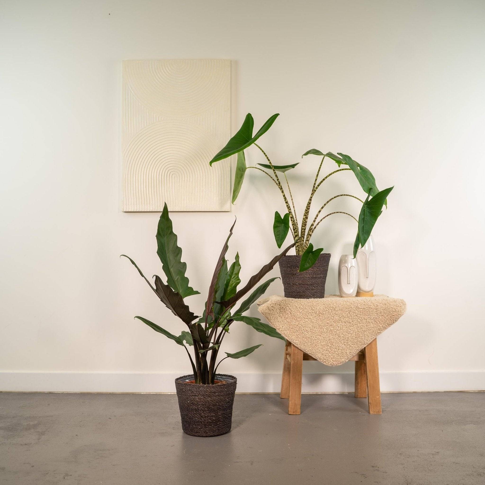 La Green Touch - Coffret Alocasia - Lot de 2 plantes 80cm - Plante d'intérieur- La Green Touch - Image 4