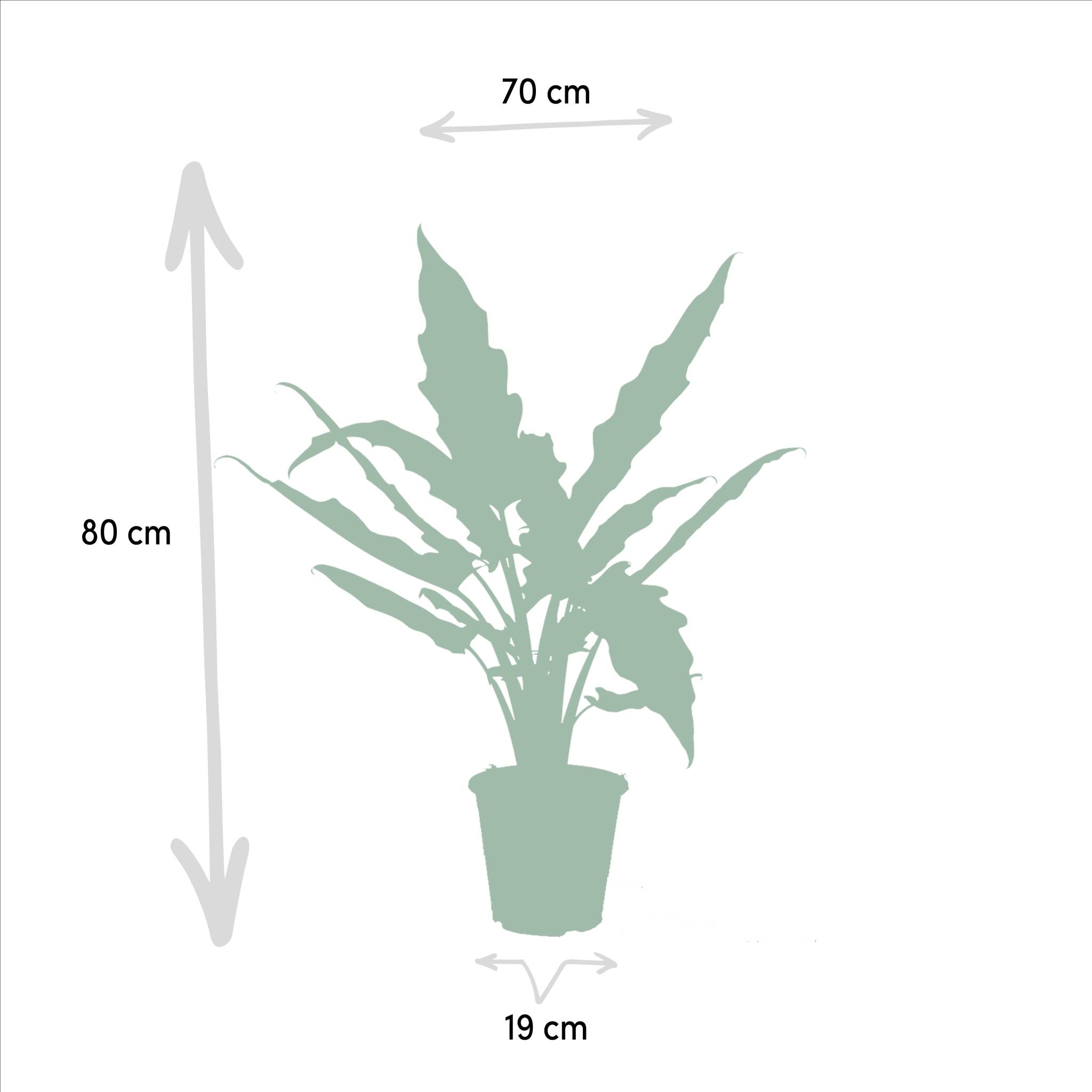 La Green Touch - Coffret Alocasia - Lot de 2 plantes 80cm - Plante d'intérieur- La Green Touch - Image 7