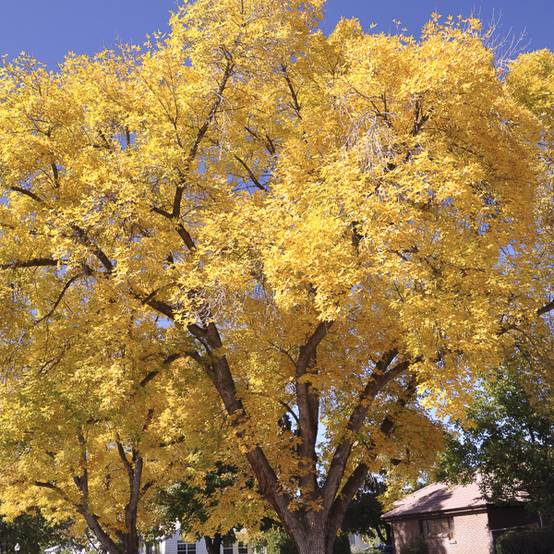 Ginkgo biloba Autumn Gold - Arbre aux quarante écus Pot de 6L/7L - Image 1