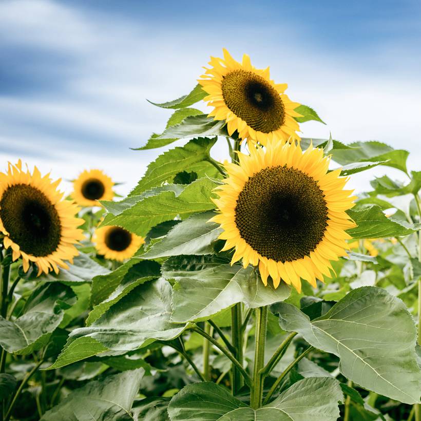 Promesse de Fleurs - Graines de Tournesol à fleur géante jaune - Helianthus annuus Uniflorus Giganteus le sachet de 40 graines environ (3g)