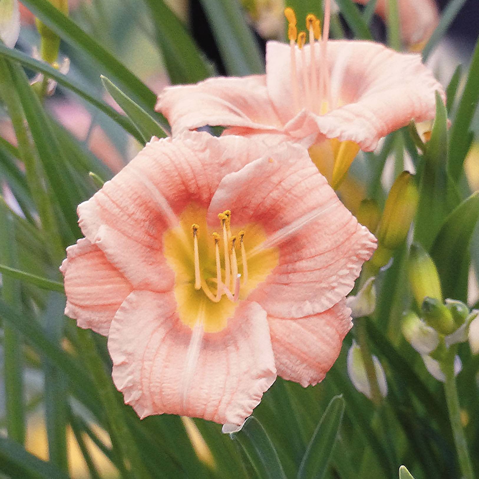 Promesse de Fleurs - Hemerocallis Everydaylily Rose - Lis d'un jour  Godet de 8/9 cm