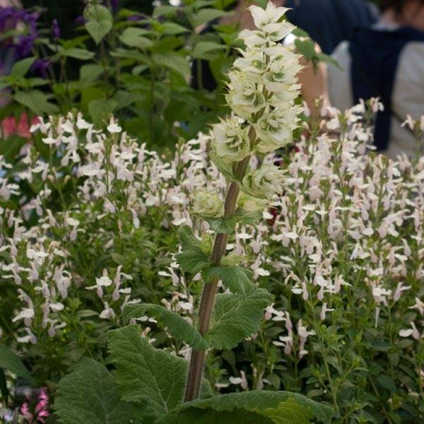 Sauge sclarée - Salvia sclarea Vatican White Godet de 8/9 cm