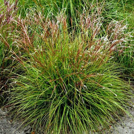Miscanthus sinensis Cute One - Roseau de Chine nain. Pot de 1L/1,5L