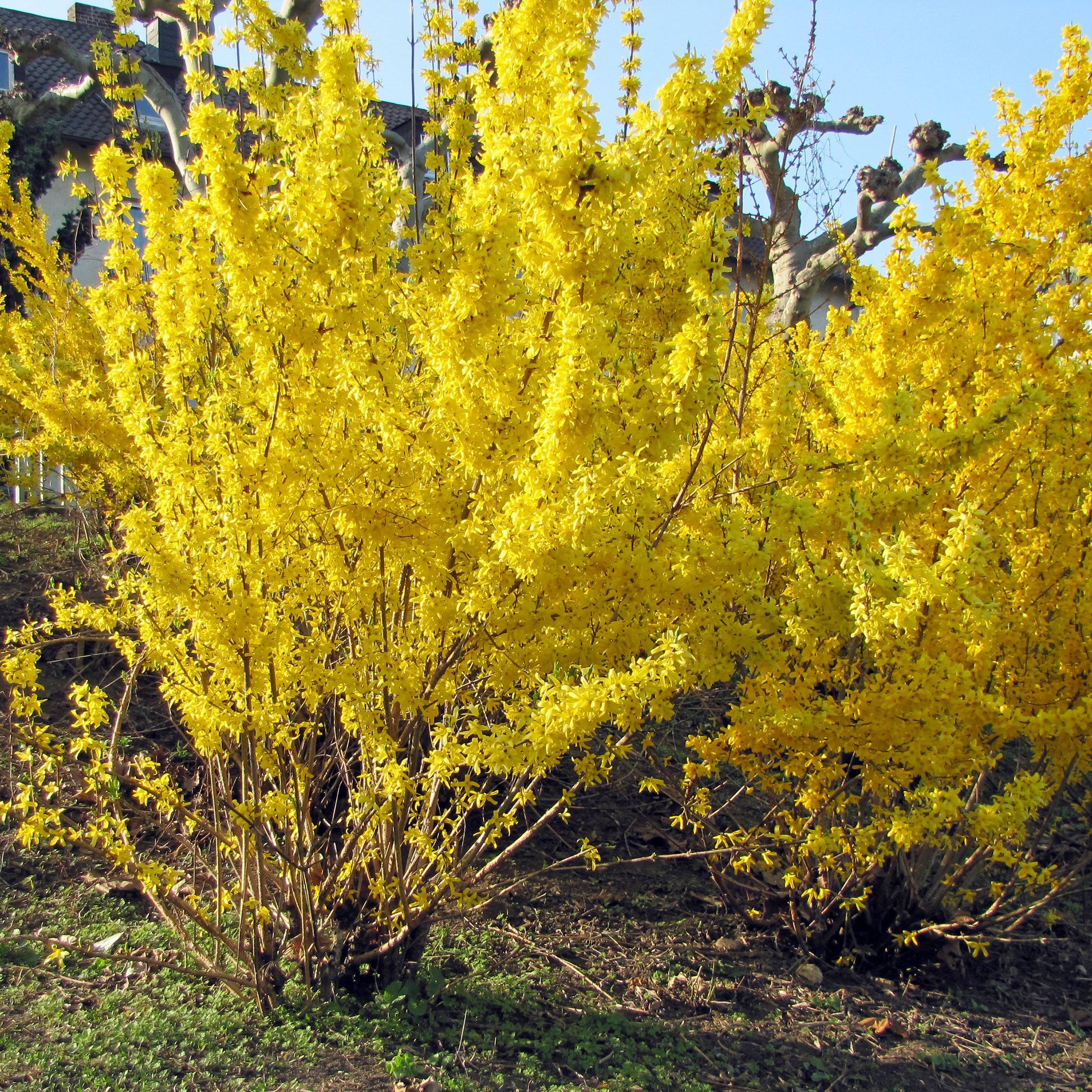 Promesse de Fleurs - Forsythia intermedia Spectabilis - Mimosa de Paris Pot de 2L/3L - Image 1