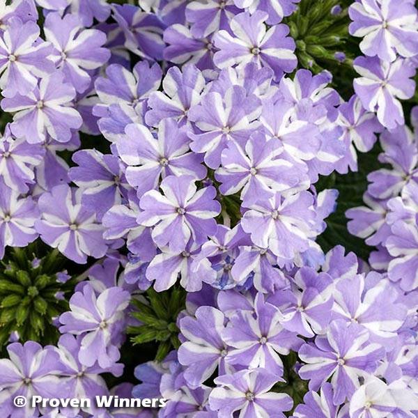Verveine Virgo Lavender Star Mini-motte Ø 3/4 cm (par 5)