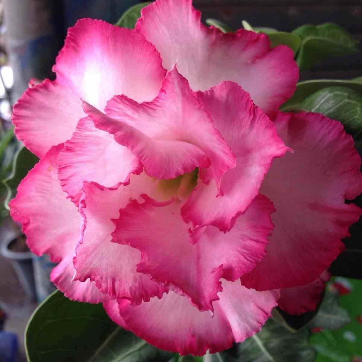 Sans Marque - Adenium obesum cv.Leera Rose Couleur floraison:Rose - Taille:Caudex d'environ 150g - Image 3