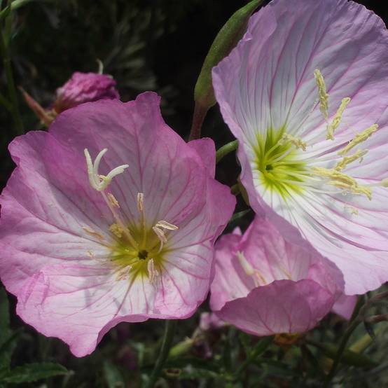 Promesse de Fleurs - Oenothera speciosa - Oenothère rose Godet de 7/8 cm