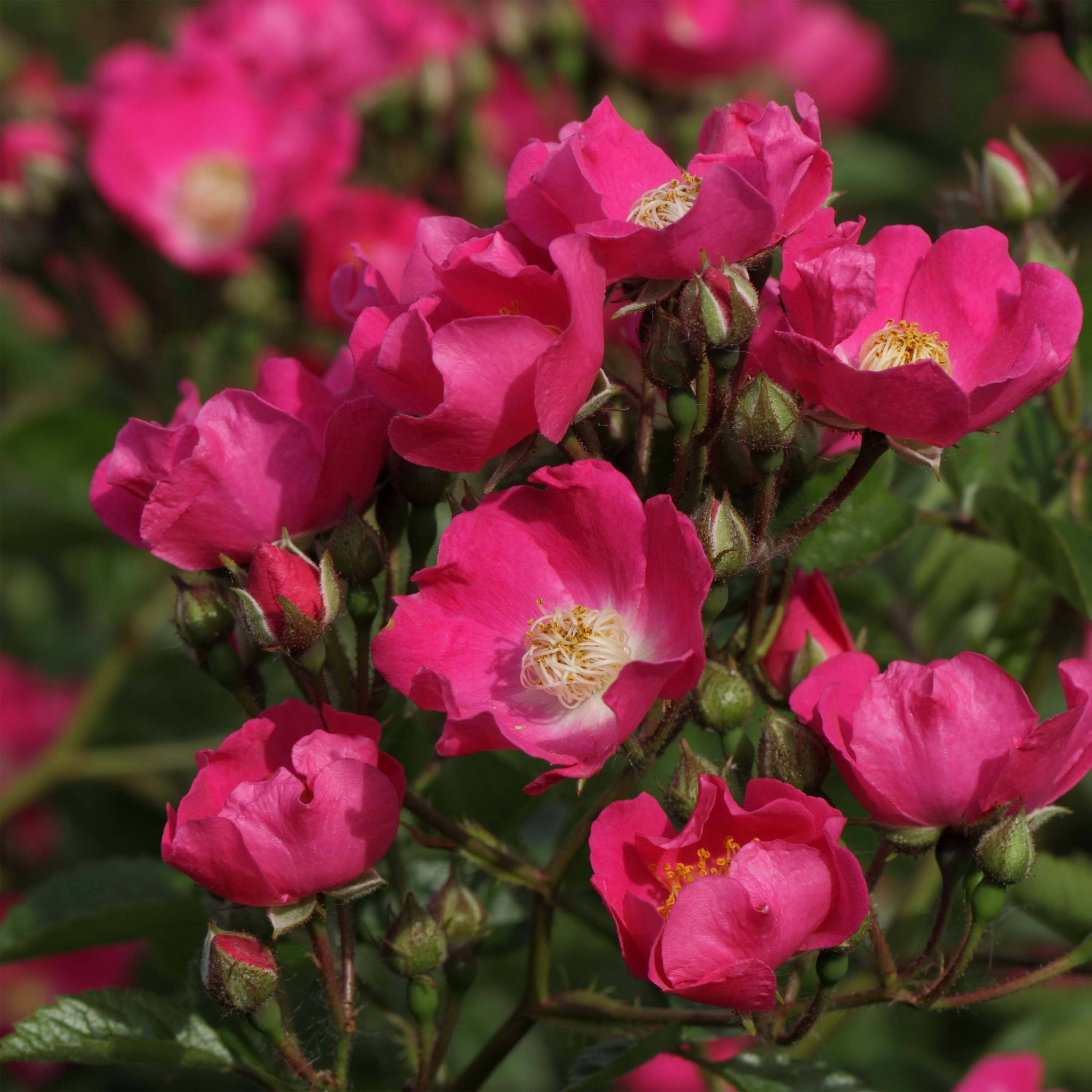 Promesse de Fleurs - Rosier liane Maria Lisa Racines nues en motte