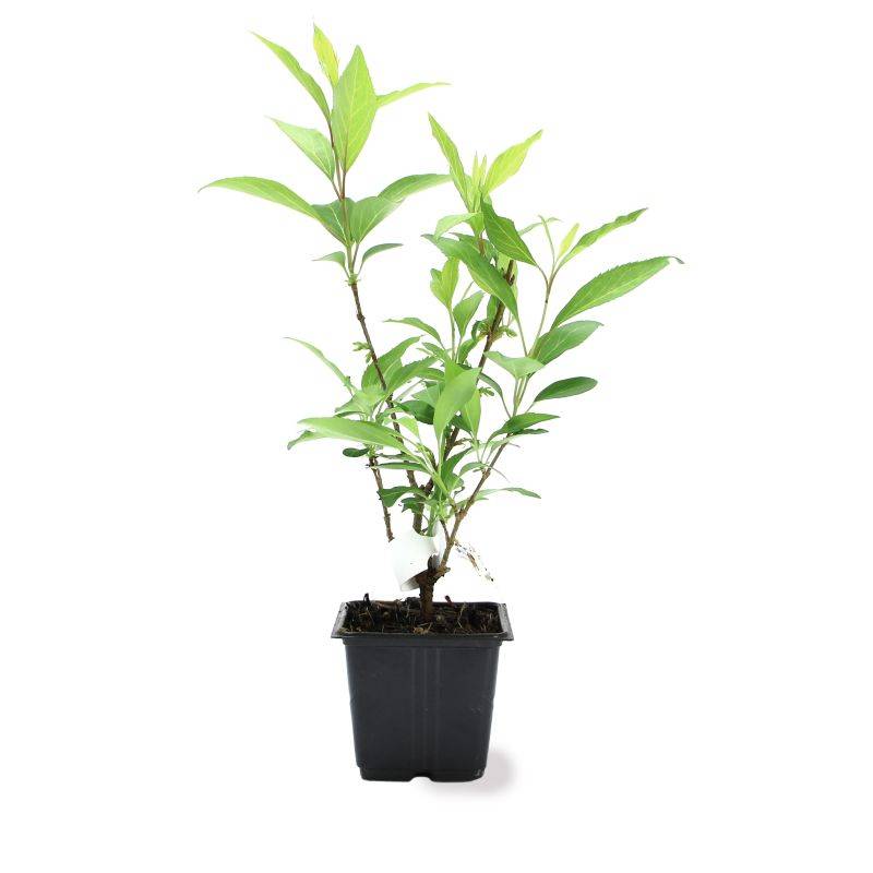 Mimosa de Paris (Forsythia x intermedia 'Spectabilis') - Godet - Taille 10cm - Pépinières Naudet - Image 2