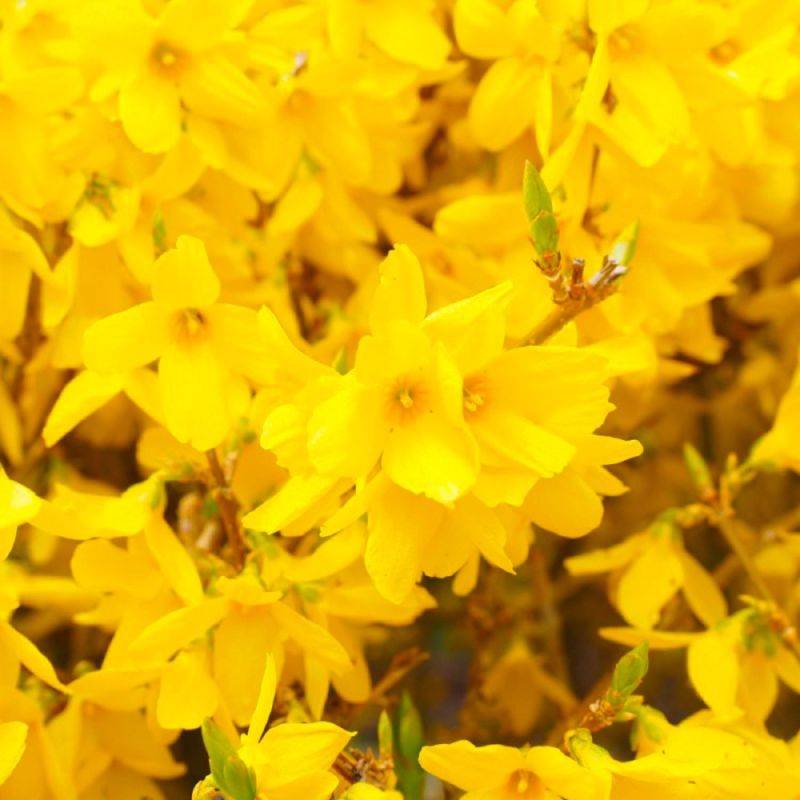 Mimosa de Paris (Forsythia x intermedia 'Spectabilis') - Godet - Taille 10cm - Pépinières Naudet