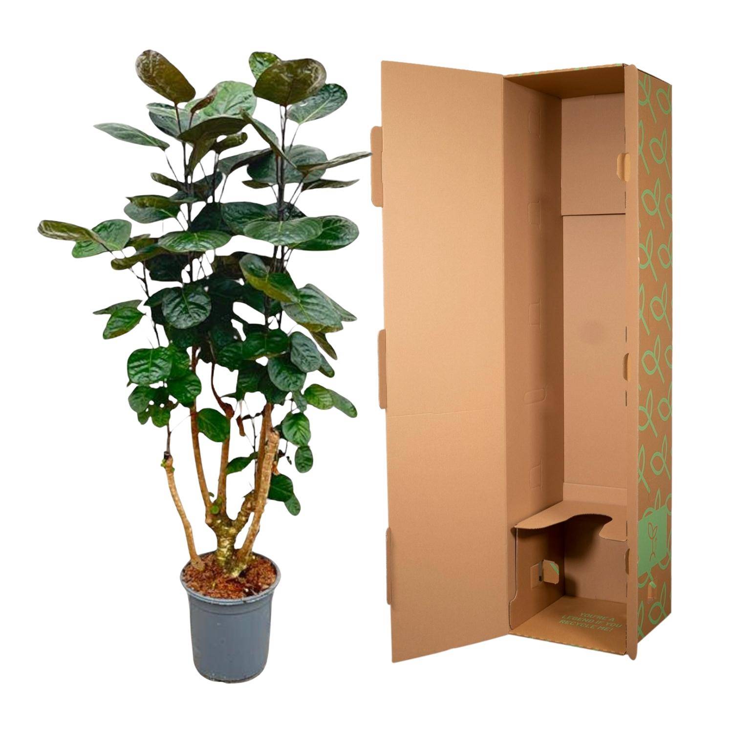 Polyscias Fabian - Plantes d'intérieur - Image 3