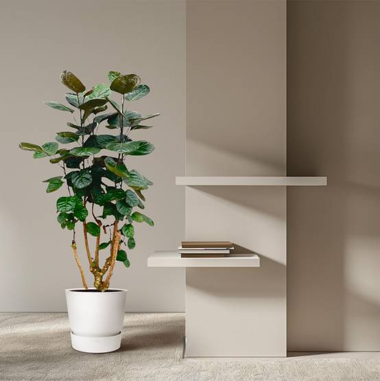 Polyscias Fabian - Plantes d'intérieur - Image 4