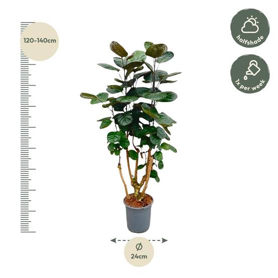 Polyscias Fabian - Plantes d'intérieur - Image 2