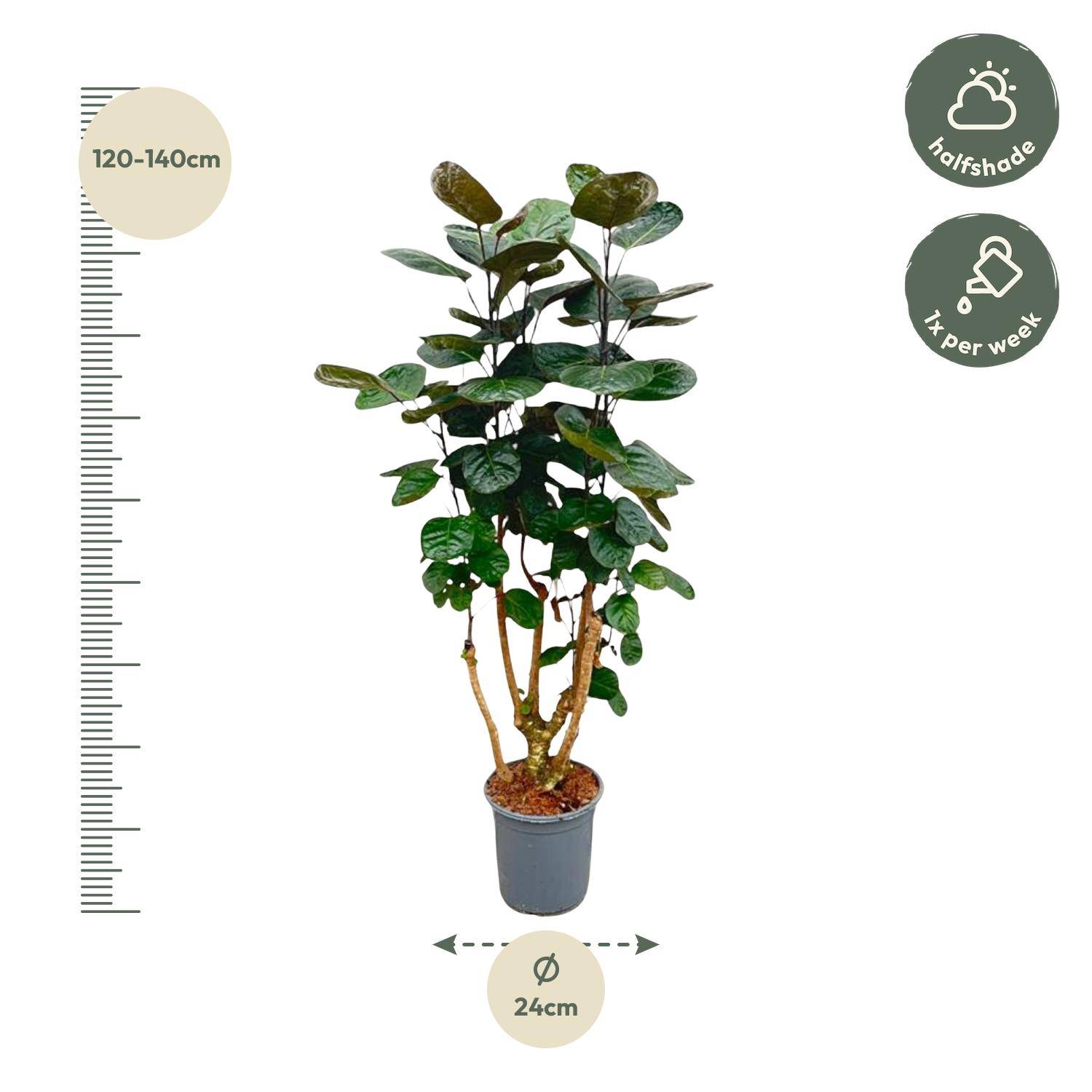 Polyscias Fabian - Plantes d'intérieur - Image 2
