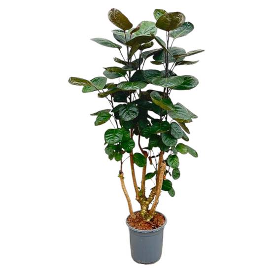 Polyscias Fabian - Plantes d'intérieur - Image 1