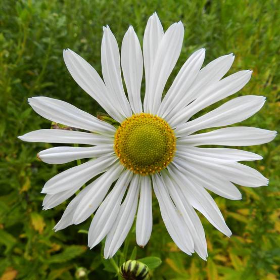 Leucanthemella serotina - Grande marguerite d'automne Godet de 8/9 cm