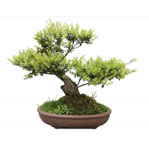 Or Brun - Or brun - Terreau Bonsai - 4L - Image 2