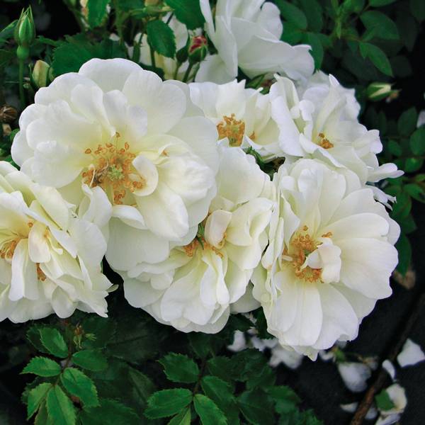 Promesse de Fleurs - Rosier couvre-sol Rigo Diamant Pot de 3L/4L