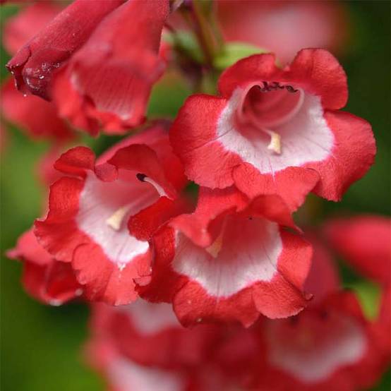 Promesse de Fleurs - Penstemon Le Phare - Galane Godet de 8/9 cm