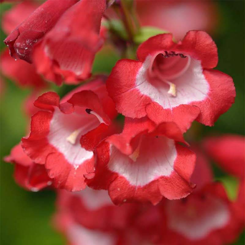 Promesse de Fleurs - Penstemon Le Phare - Galane Godet de 8/9 cm