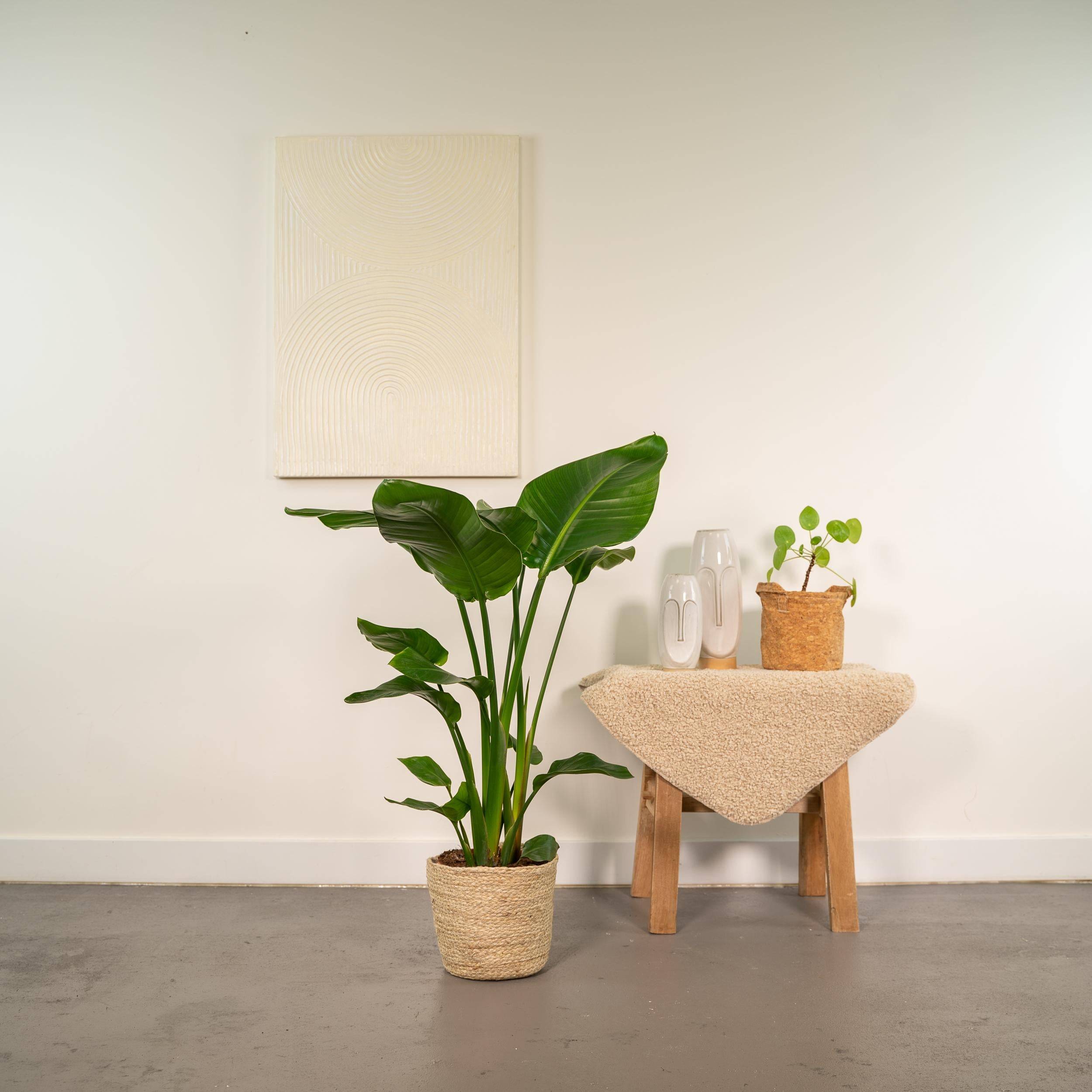 Strelitzia Nicolai - H90cm - Image 2