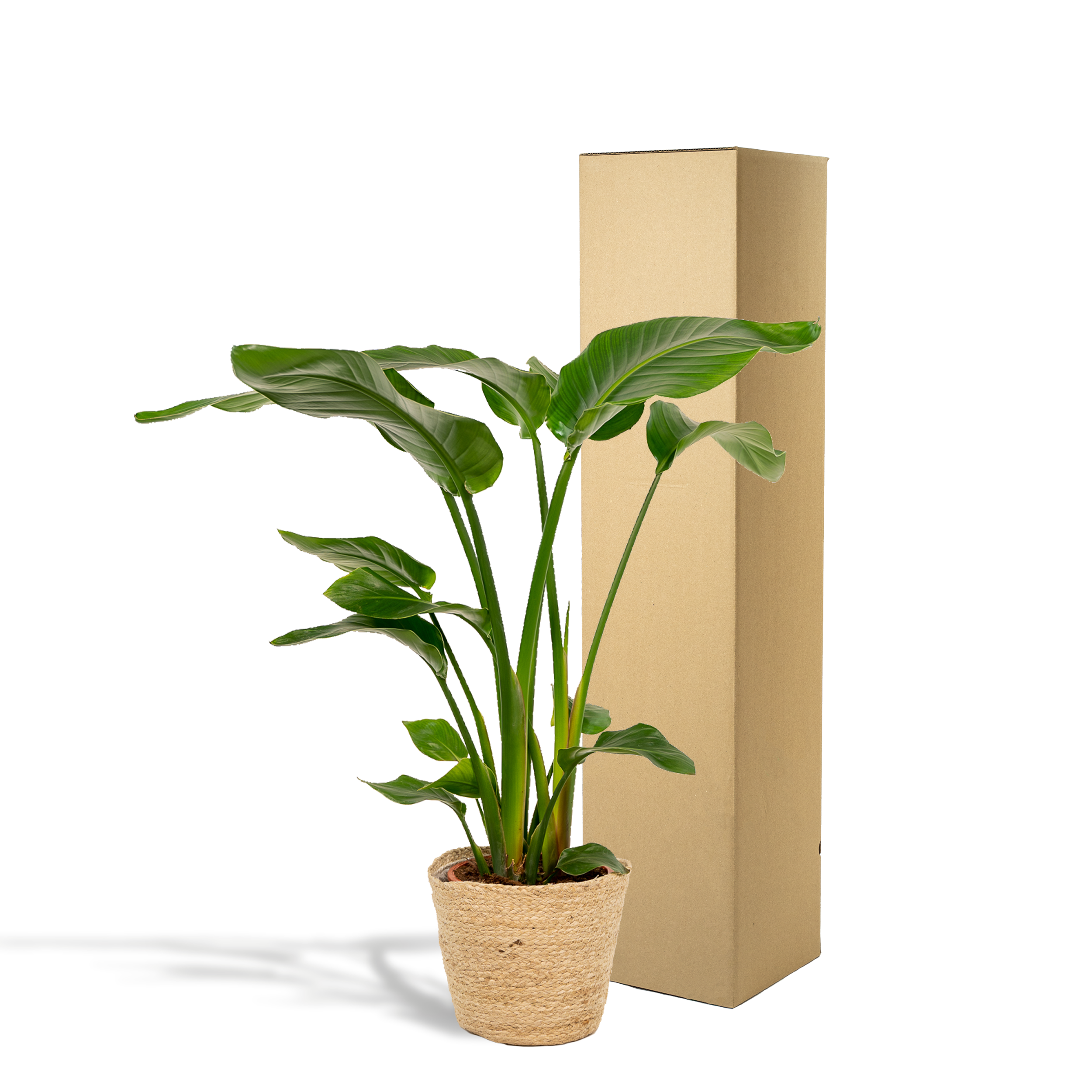Strelitzia Nicolai - H90cm - Image 5