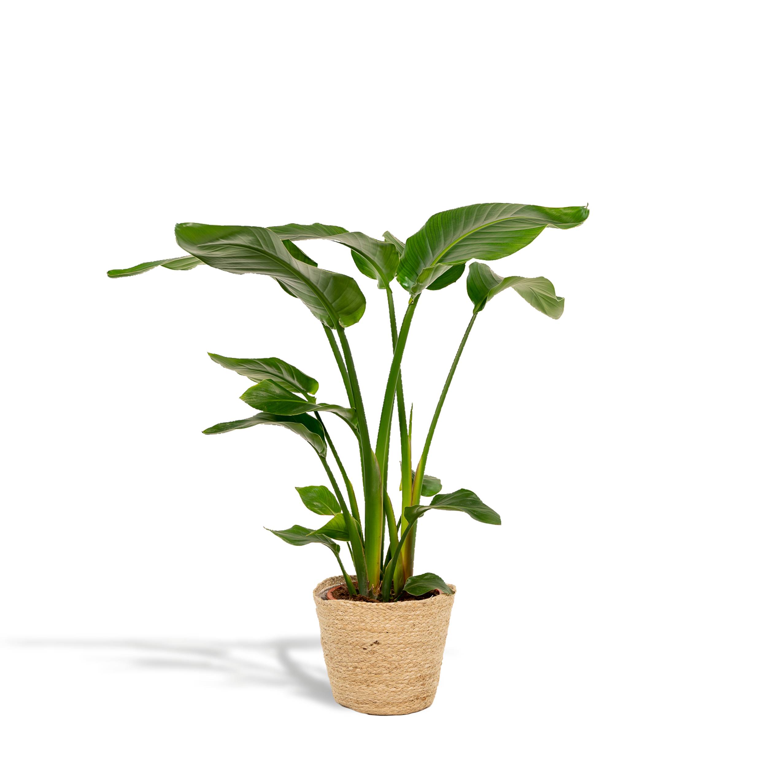 Strelitzia Nicolai - H90cm - Image 1