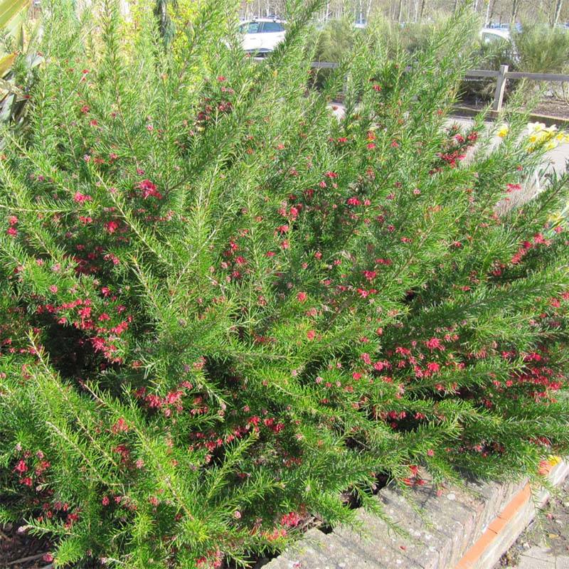 Promesse de Fleurs - Grevillea juniperina Canberra Gem Pot de 2L/3L