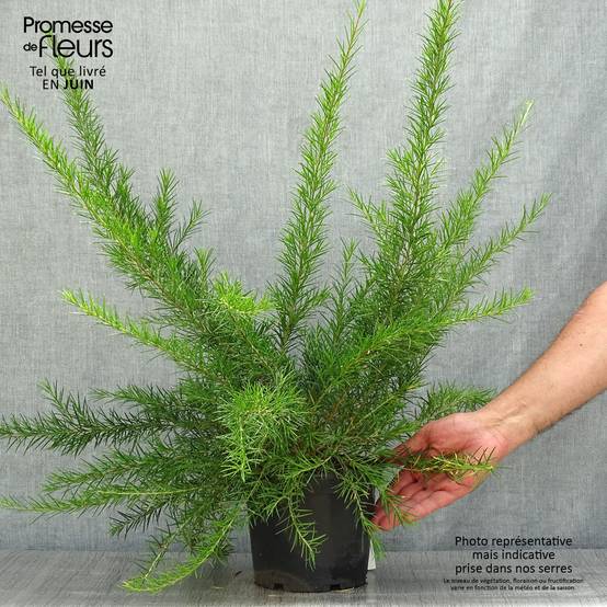 Promesse de Fleurs - Grevillea juniperina Canberra Gem Pot de 2L/3L - Image 2
