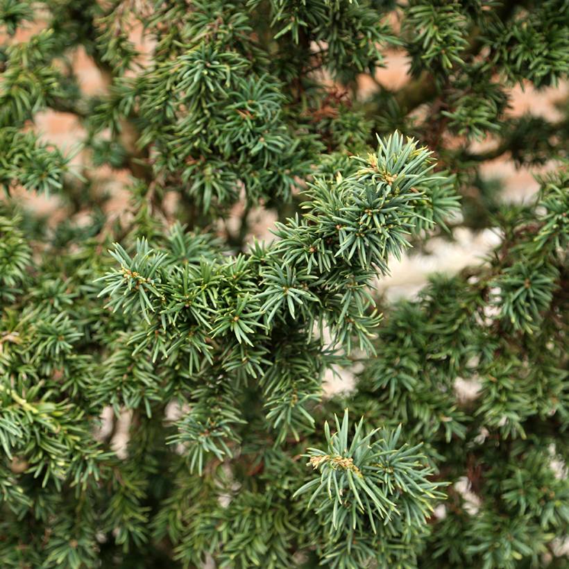 Taxus baccata Cristata - If commun nain Pot de 4L/5L - Gamm vert