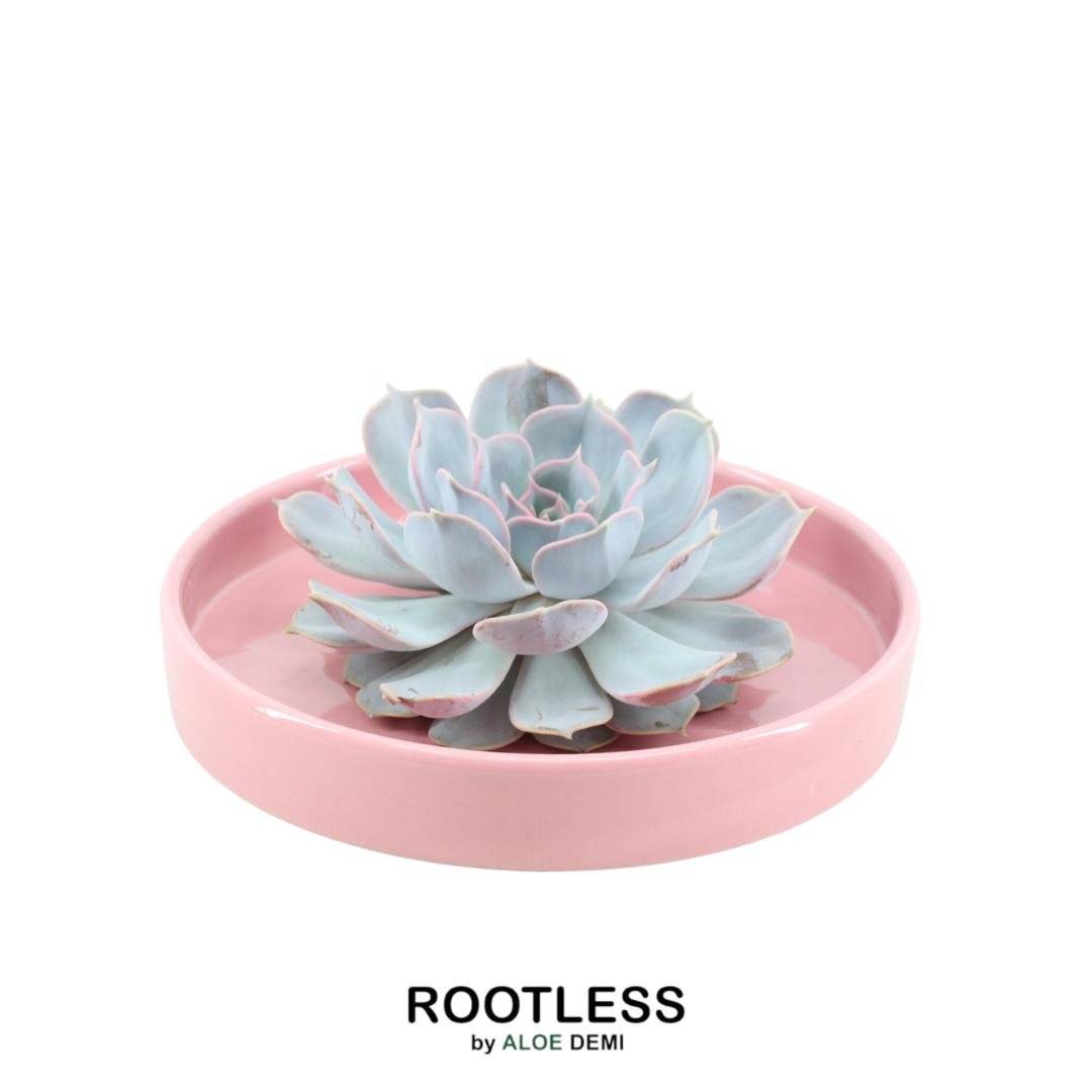 Echeveria Lilacina Sans Racines en Bol Céramique Rose- La Green Touch - Image 1