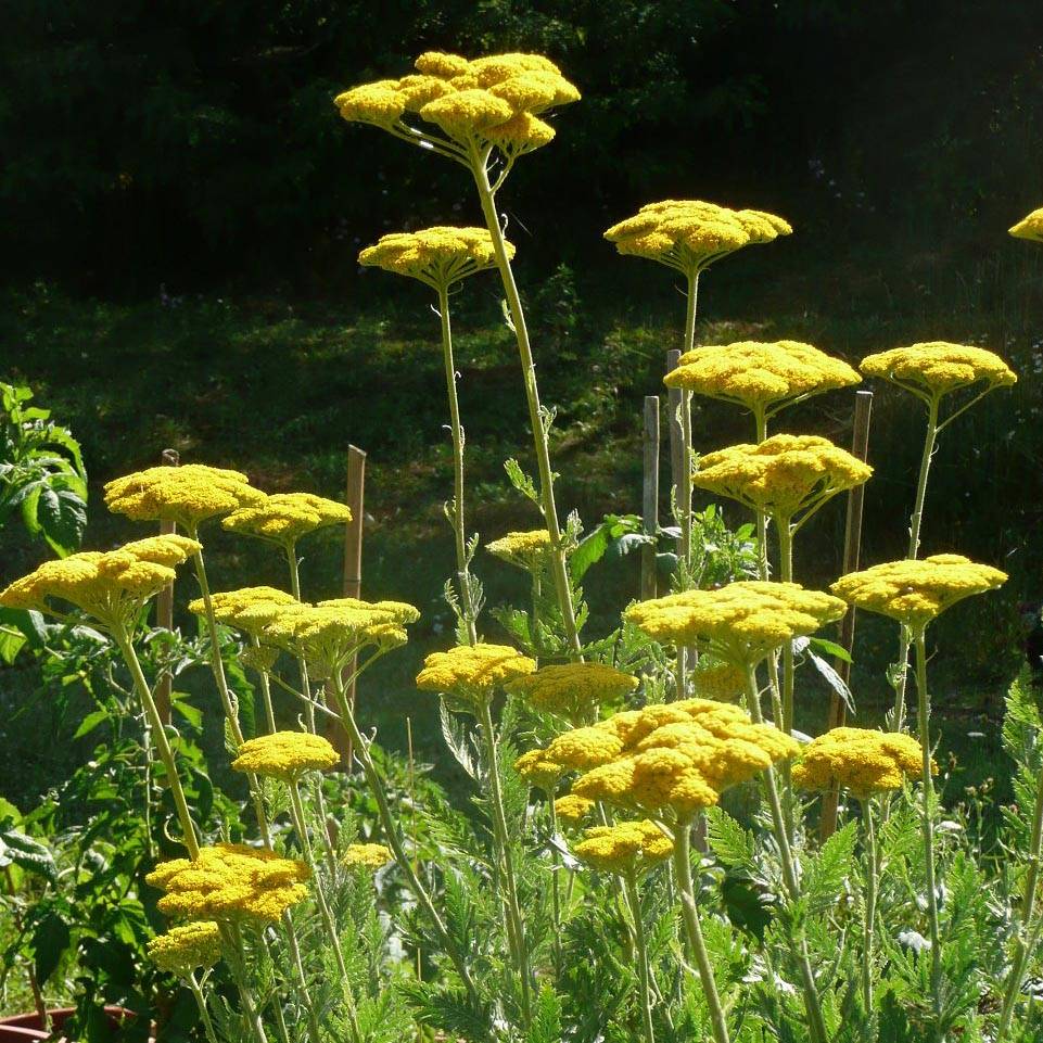Promesse de Fleurs - Achillée filipendulina Cloth of Gold Godet de 8/9 cm