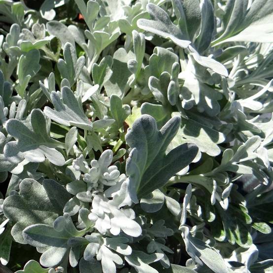 Artemisia stelleriana Morris Strain - Absinthe des rivages Godet de 8/9 cm