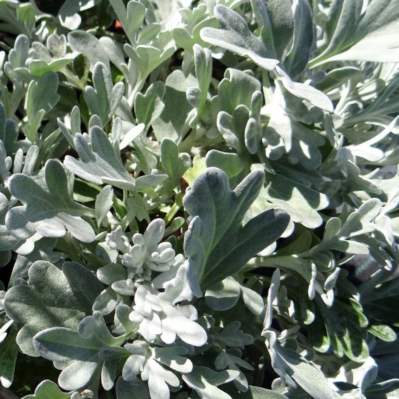 Artemisia stelleriana Morris Strain - Absinthe des rivages Godet de 8/9 cm
