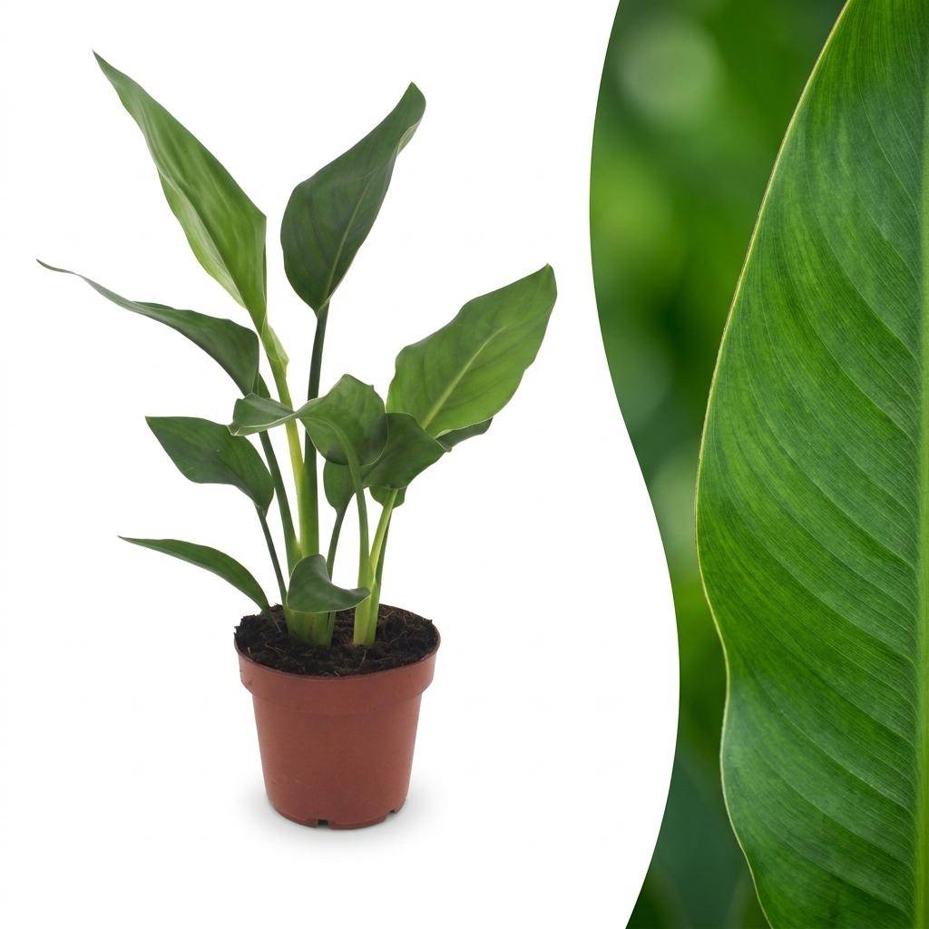 Oiseau de paradis - Strelitzia reginae - Ø12cm - ↕35cm - Plantes d’intérieur - Image 1