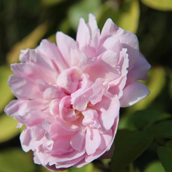 Rosier liane François Juranville à fleurs Rose - feuillage Caduc - port grimpantPot de 15L - 100/150 cm - hauteur à maturité 5.00 - Image 1