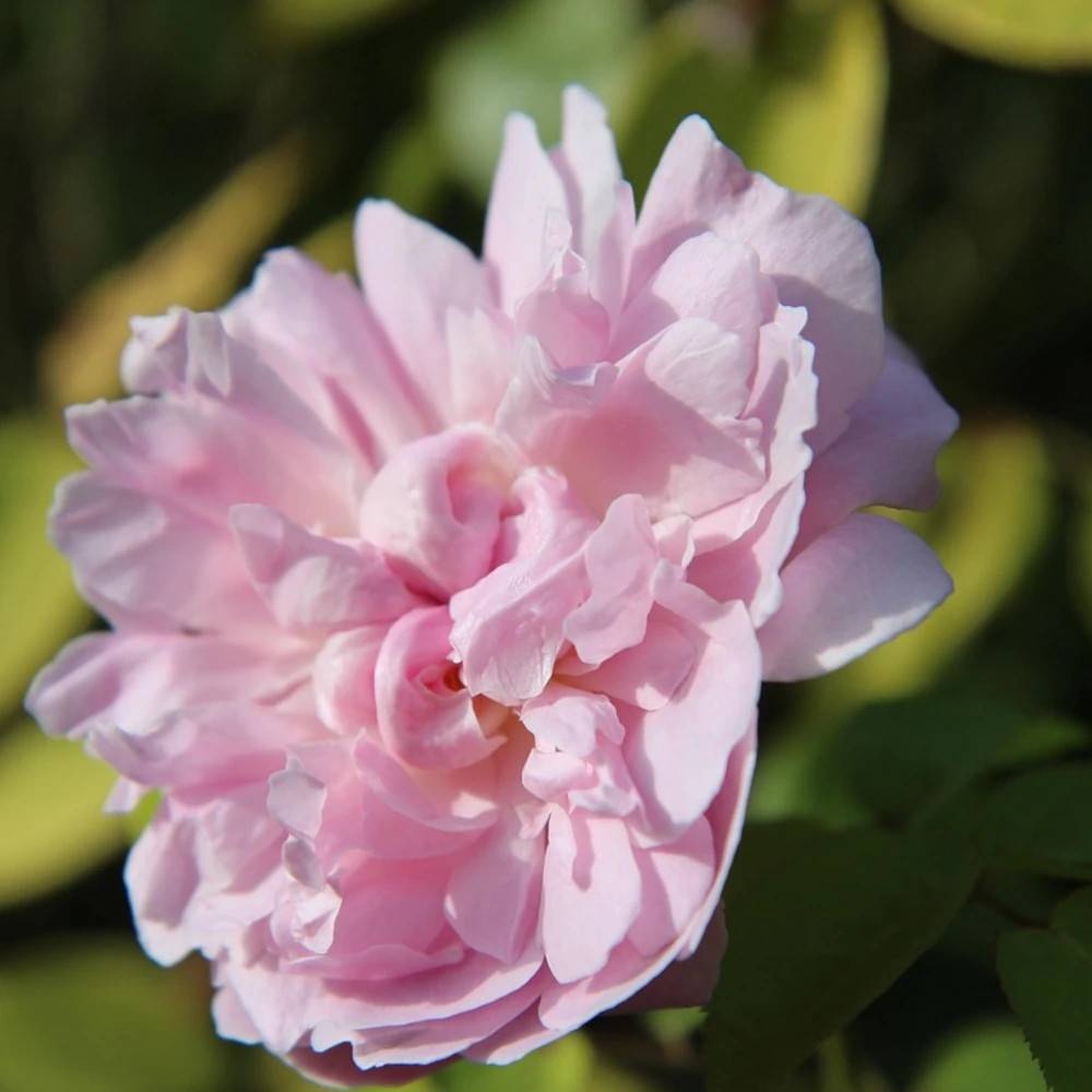 Rosier liane François Juranville à fleurs Rose - feuillage Caduc - port grimpantPot de 15L - 100/150 cm - hauteur à maturité 5.00 - Image 1