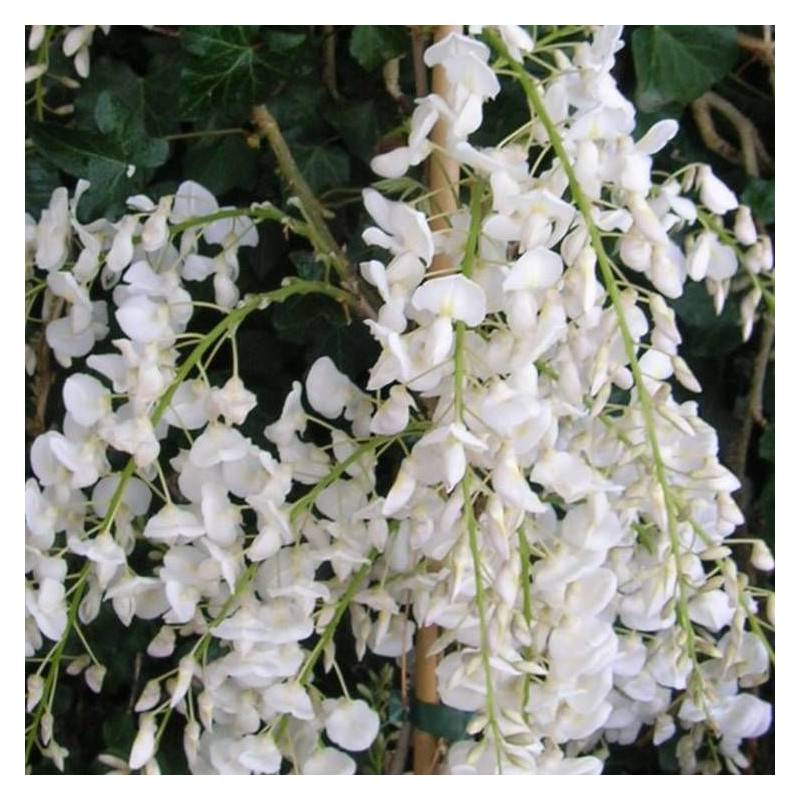 Glycine de Chine blanche à fleurs Blanche - feuillage Caduc - Godet - 5/20 cm-  hauteur à maturité De 5,00 m à 10,00 m - Image 4