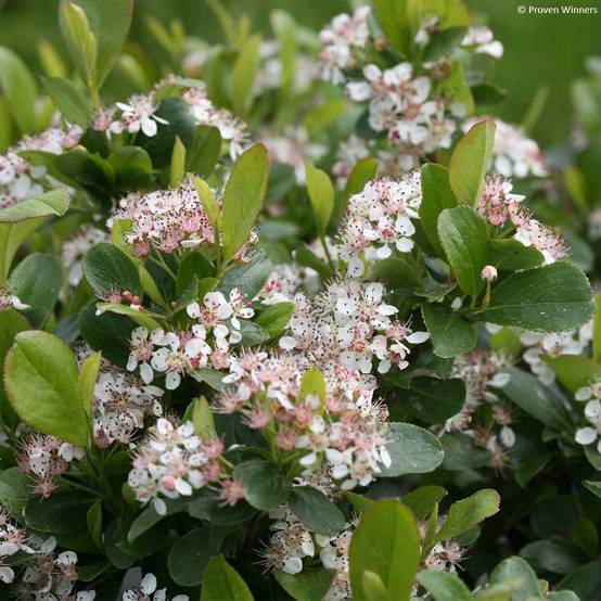 Aronia melanocarpa Revontuli Mound - Aronie à fruits noirs Pot de 3L/4L - Image 1