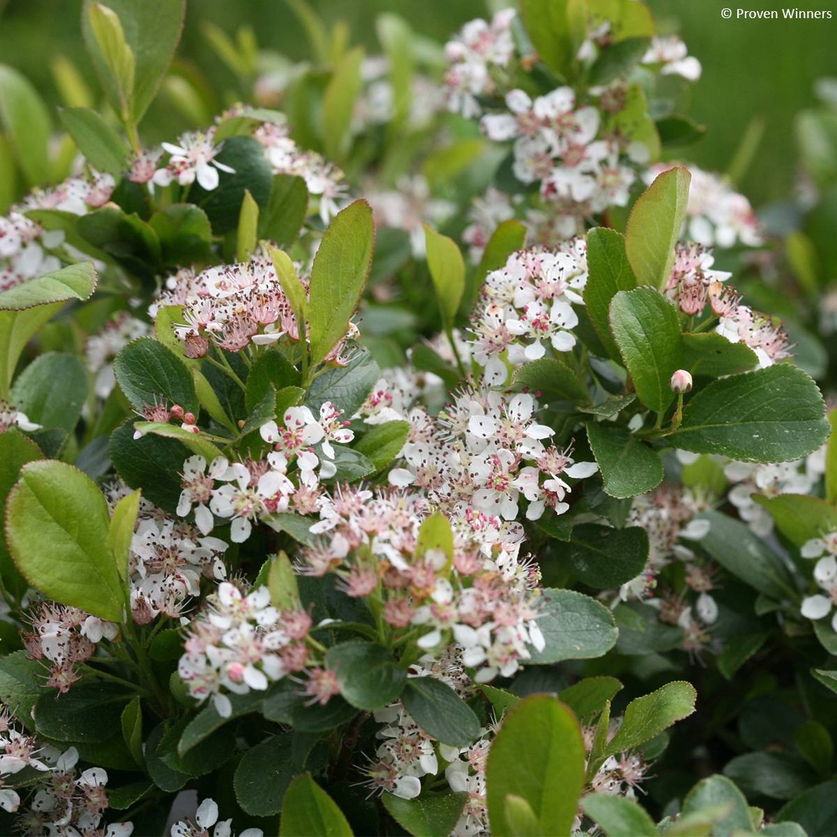 Aronia melanocarpa Revontuli Mound - Aronie à fruits noirs Pot de 3L/4L - Image 1