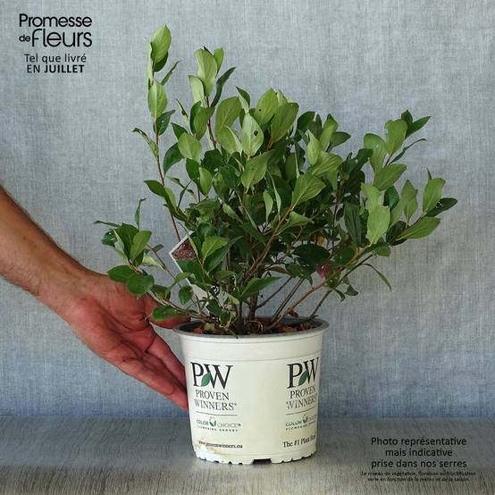 Aronia melanocarpa Revontuli Mound - Aronie à fruits noirs Pot de 3L/4L - Image 2